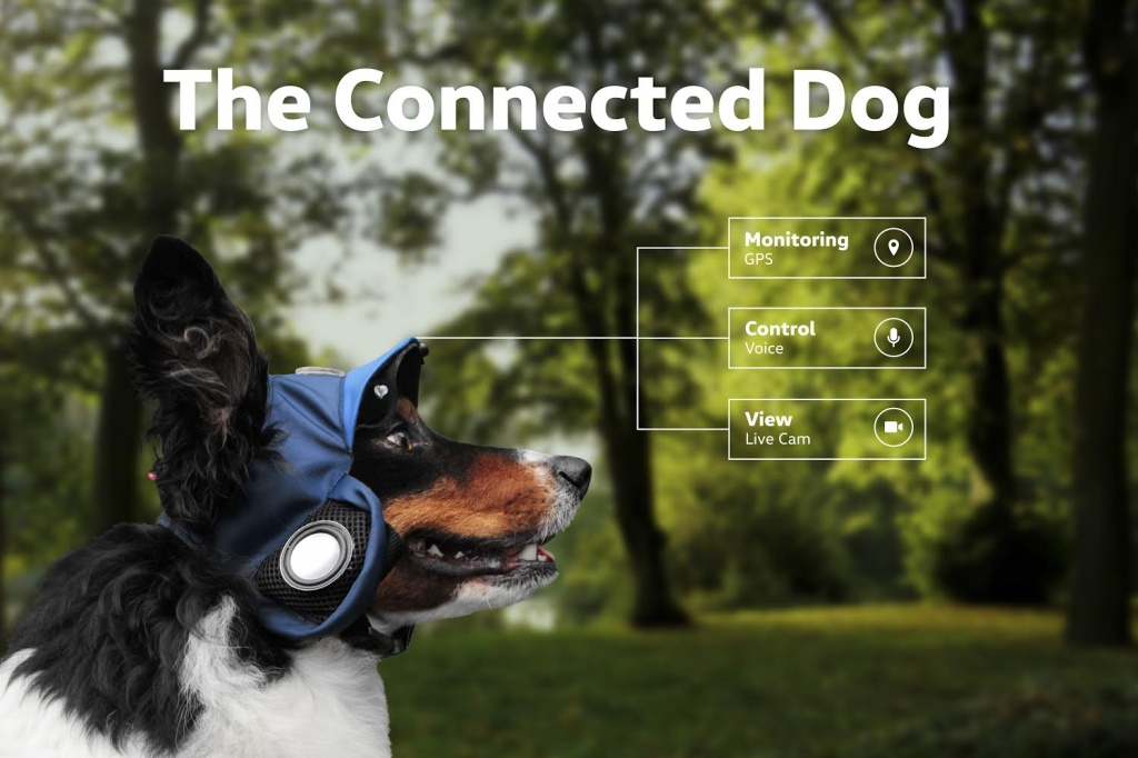 the connected dog